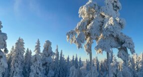 Vad blir höjdpunkten på sportlovet i år?